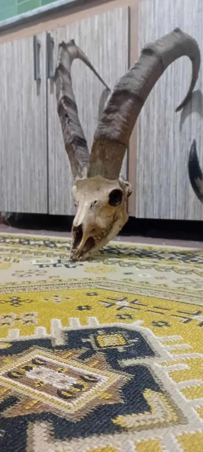 شاخ بز نرکوهی (کل،پازن)|کلکسیون و سرگرمی|چمستان, |دیوار