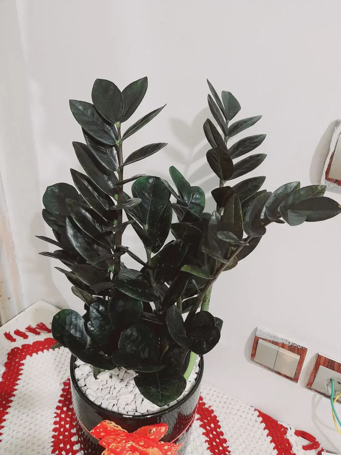 گل طبیعی|گل و گیاه طبیعی|مشهد, بهمن|دیوار