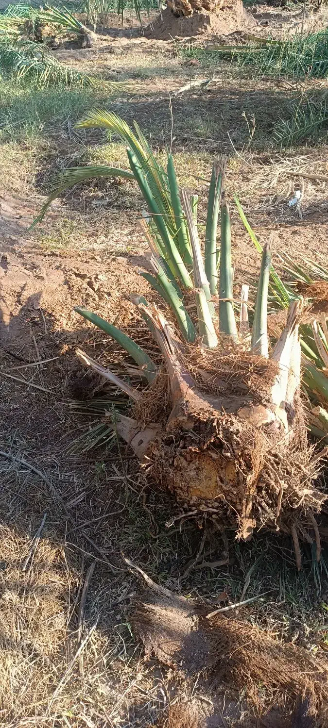 پاجوش (جنگ)مضافتی کنده آماده رسیده تضمینی|گل و گیاه طبیعی|ریگان, |دیوار