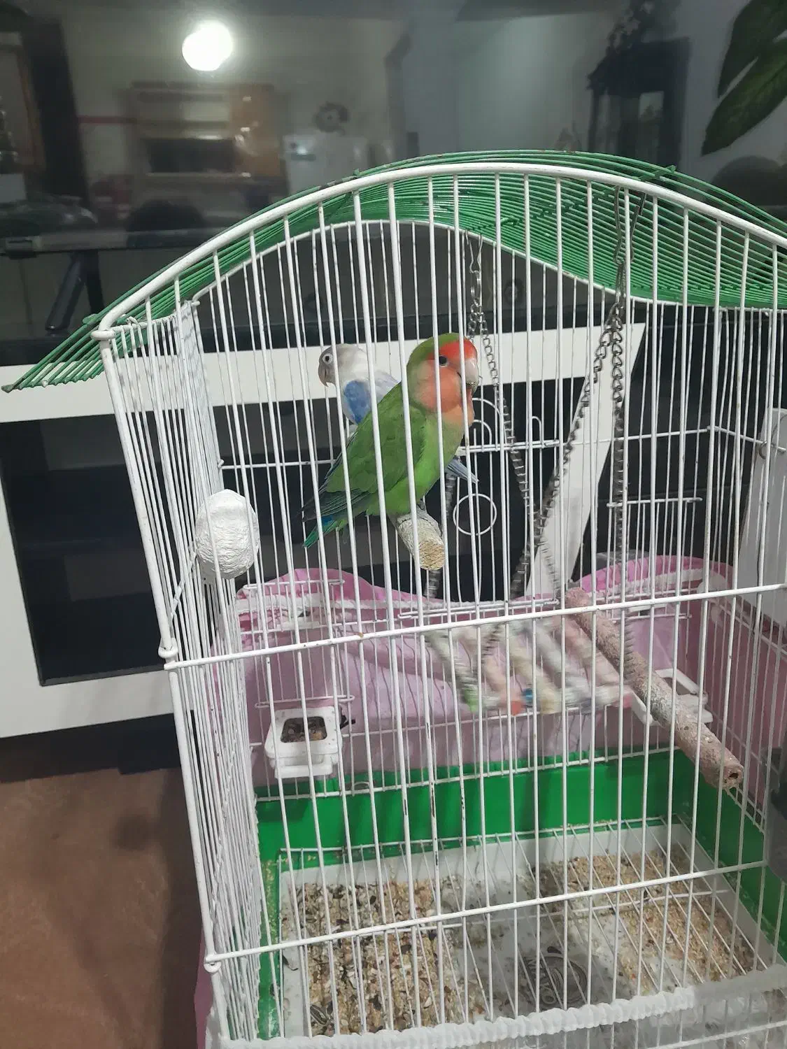 ۲۵۰۰۰۰۰تومان|پرنده|اردبیل, |دیوار