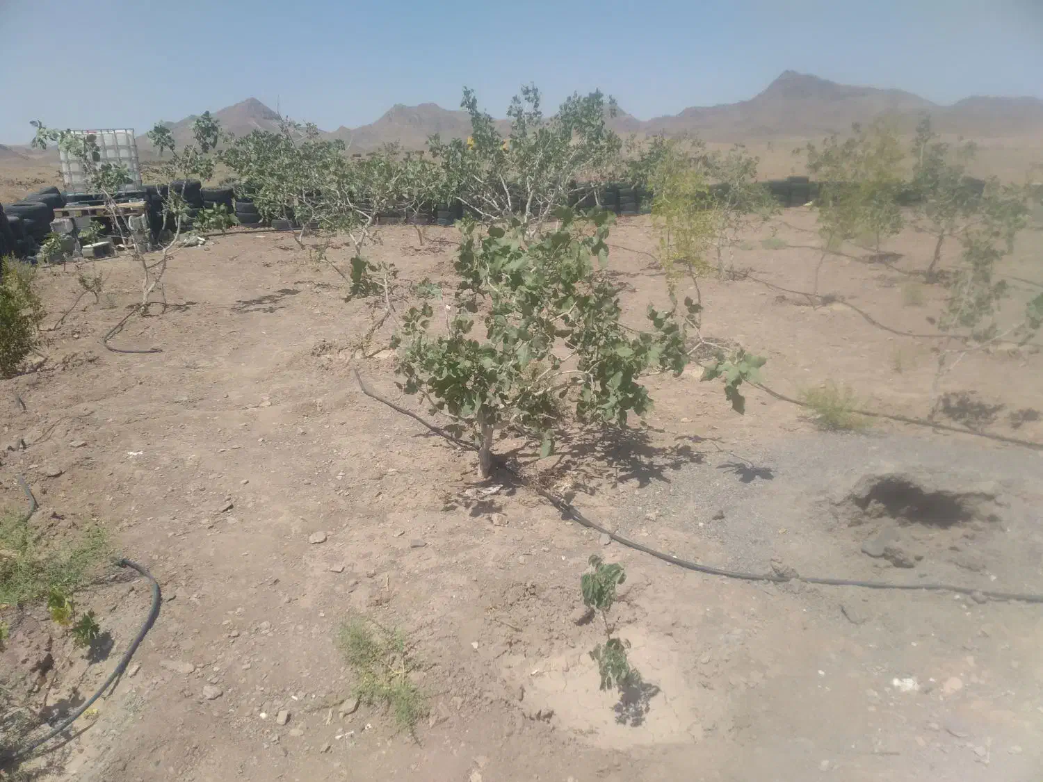 خونه باغ فروشی|فروش خانه و ویلا|بیرجند, |دیوار