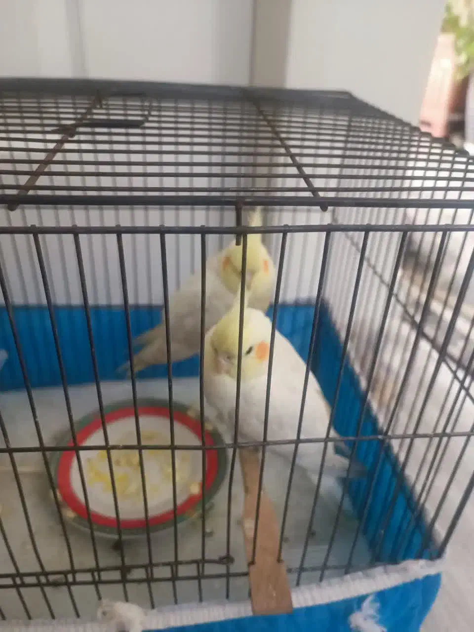 عروس هلندی جوجه|پرنده|تهران, تهرانپارس غربی|دیوار