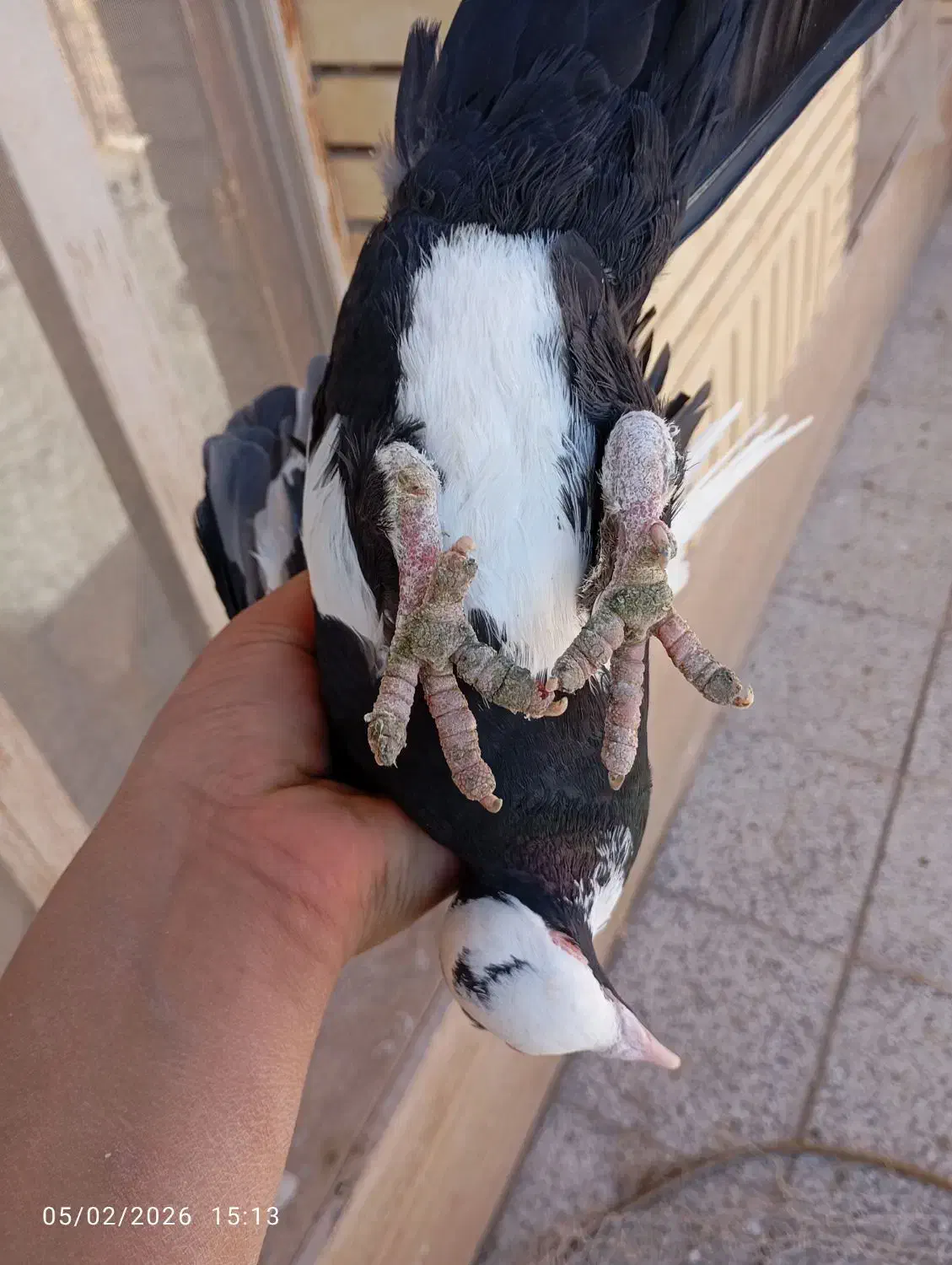 گمشده کفتر|حیوانات|رفسنجان, |دیوار