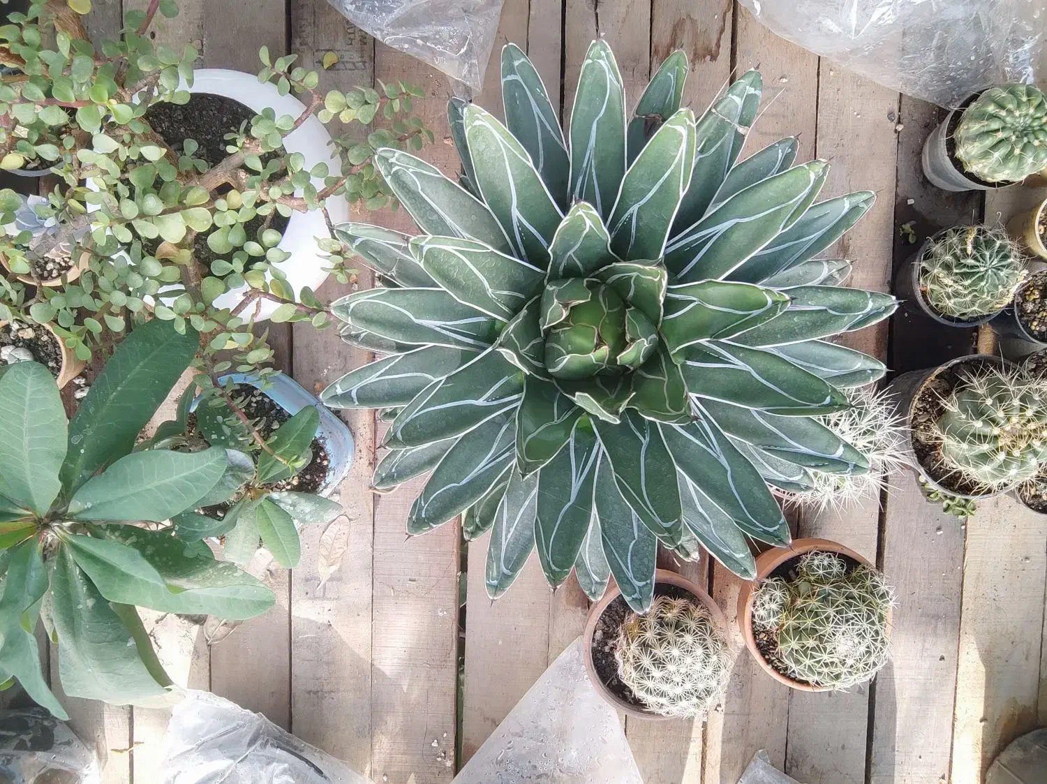 کاکتوس آگاو ویکتوریا مینیاتور|گل و گیاه طبیعی|تهران, ایوانک|دیوار