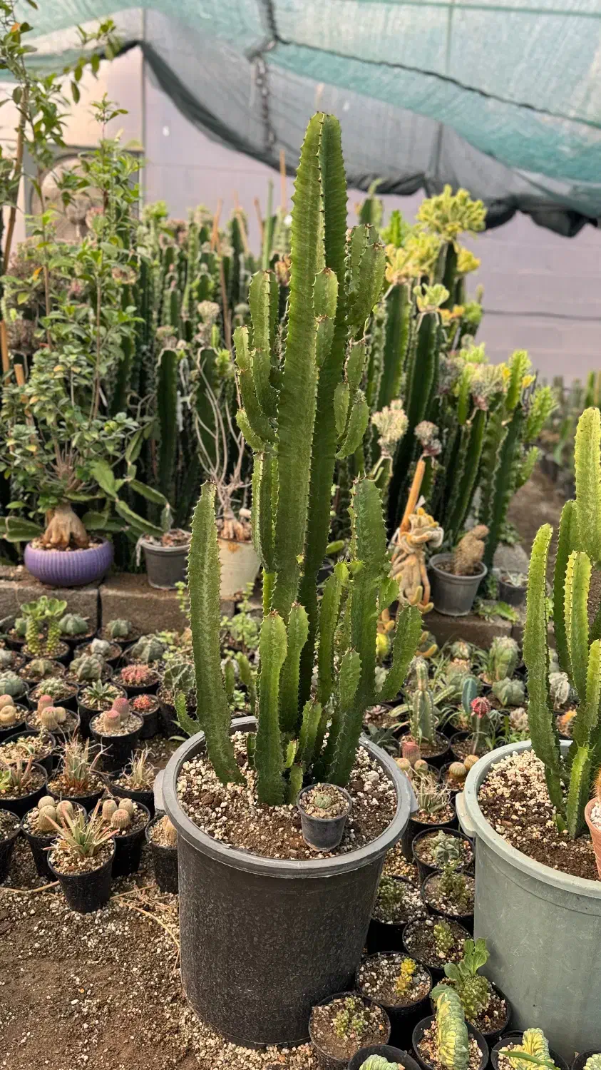 کاکتوس و افوربیا|گل و گیاه طبیعی|کاروان, |دیوار