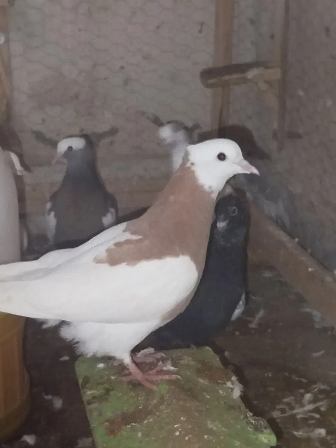 طوقی|پرنده|سبزوار, توحیدشهر|دیوار