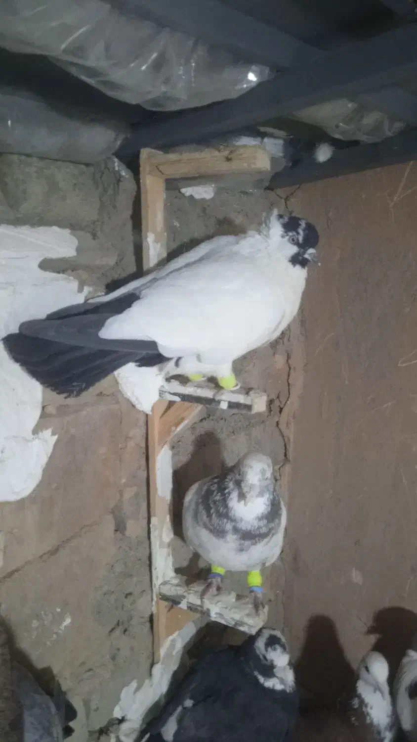 کفتربوم|پرنده|اسفراین, |دیوار