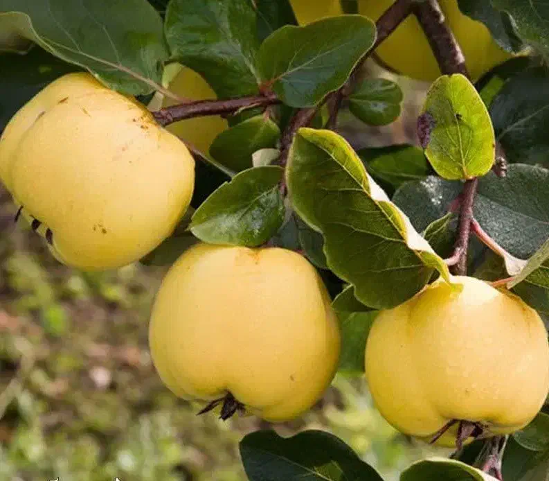 پیش فروش نهال به اونشاب|خدمات باغبانی و درختکاری|طارم, |دیوار