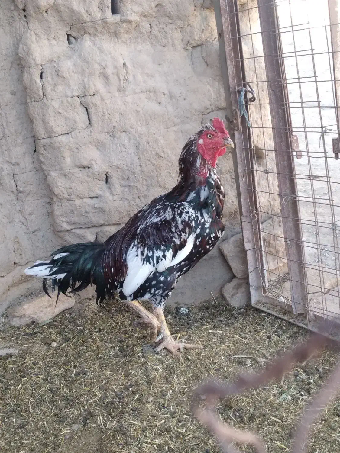 خروس لاری فروشی|حیوانات مزرعه|سراوان, |دیوار