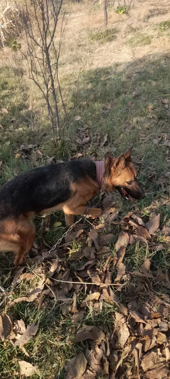 سگ نگهبان|سگ|پردیس, فاز ۲|دیوار