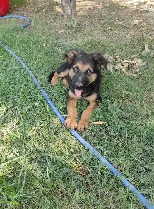 ژرمن|سگ|شوش, |دیوار