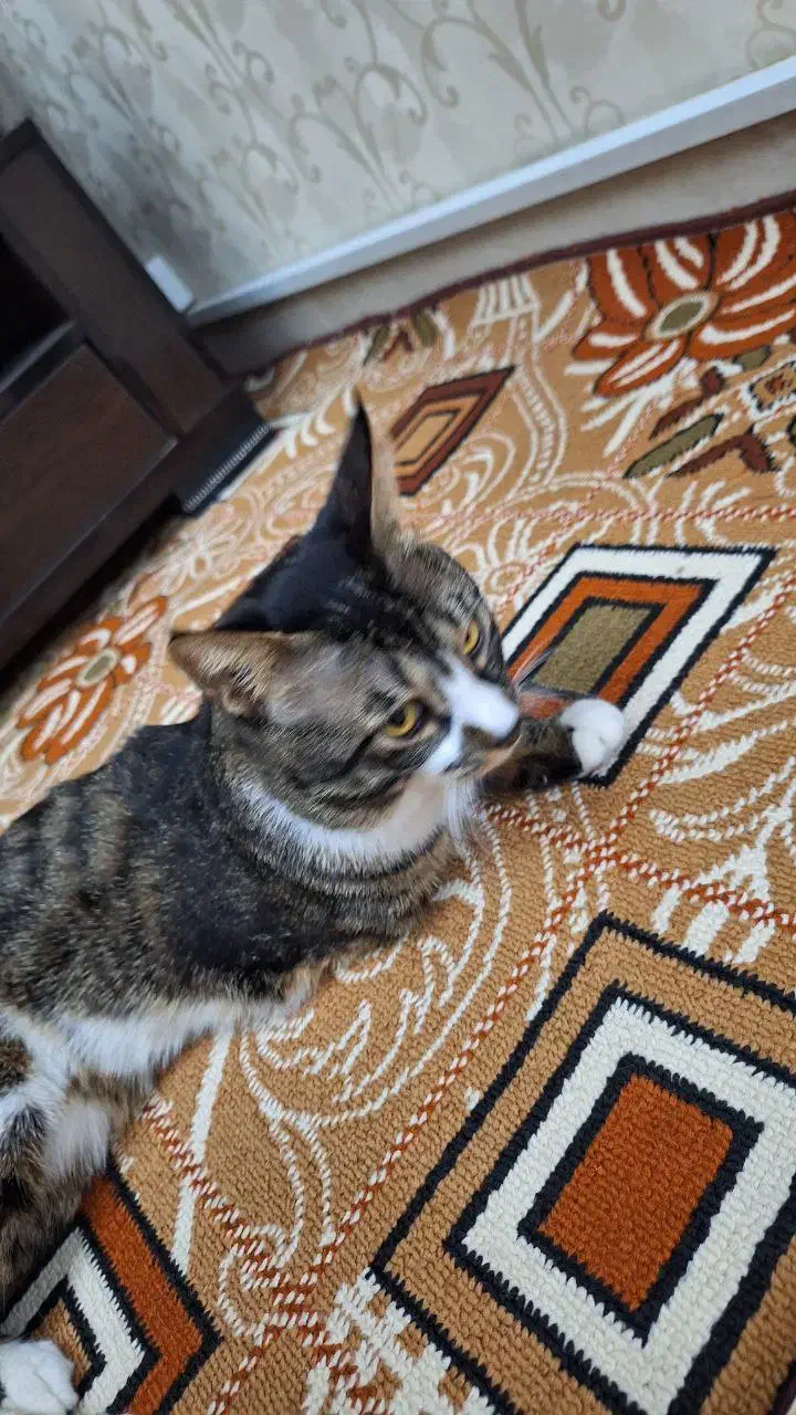 پت خونگی|گربه|اسلامشهر, مسکن مهر اسلاشهر (شهرک امام خمینی)|دیوار