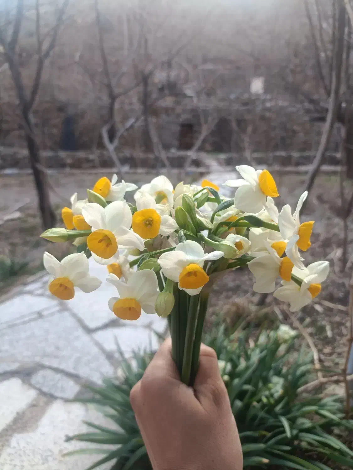 گل نرگس|گل و گیاه طبیعی|بیرجند, |دیوار