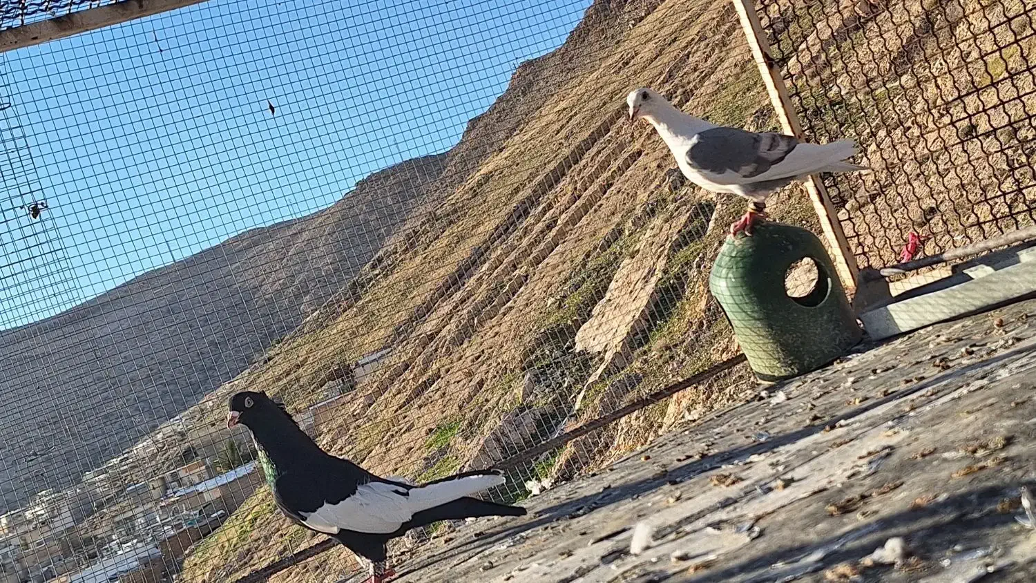 کبوتر|حیوانات|شیراز, سعدیه جنوبی|دیوار