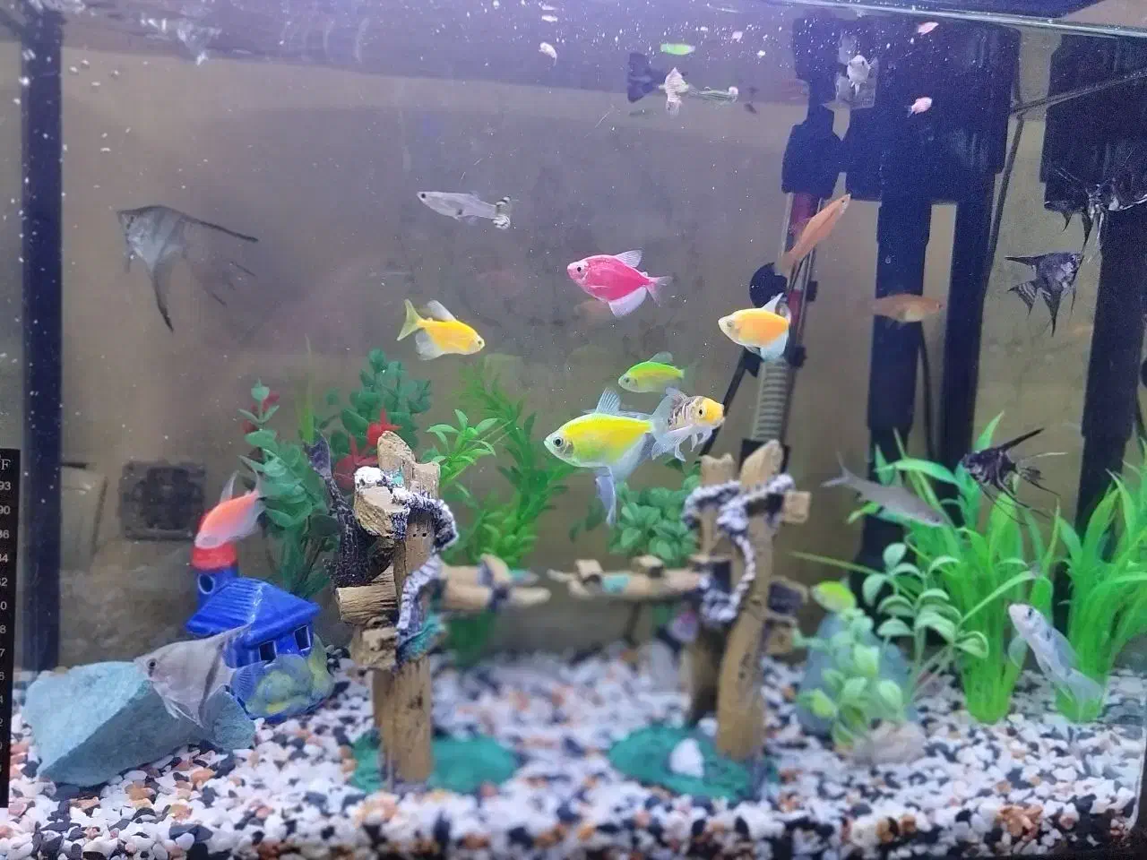 آکواریوم ماهیران|ماهی|قرچک, میرزائی جنوبی|دیوار