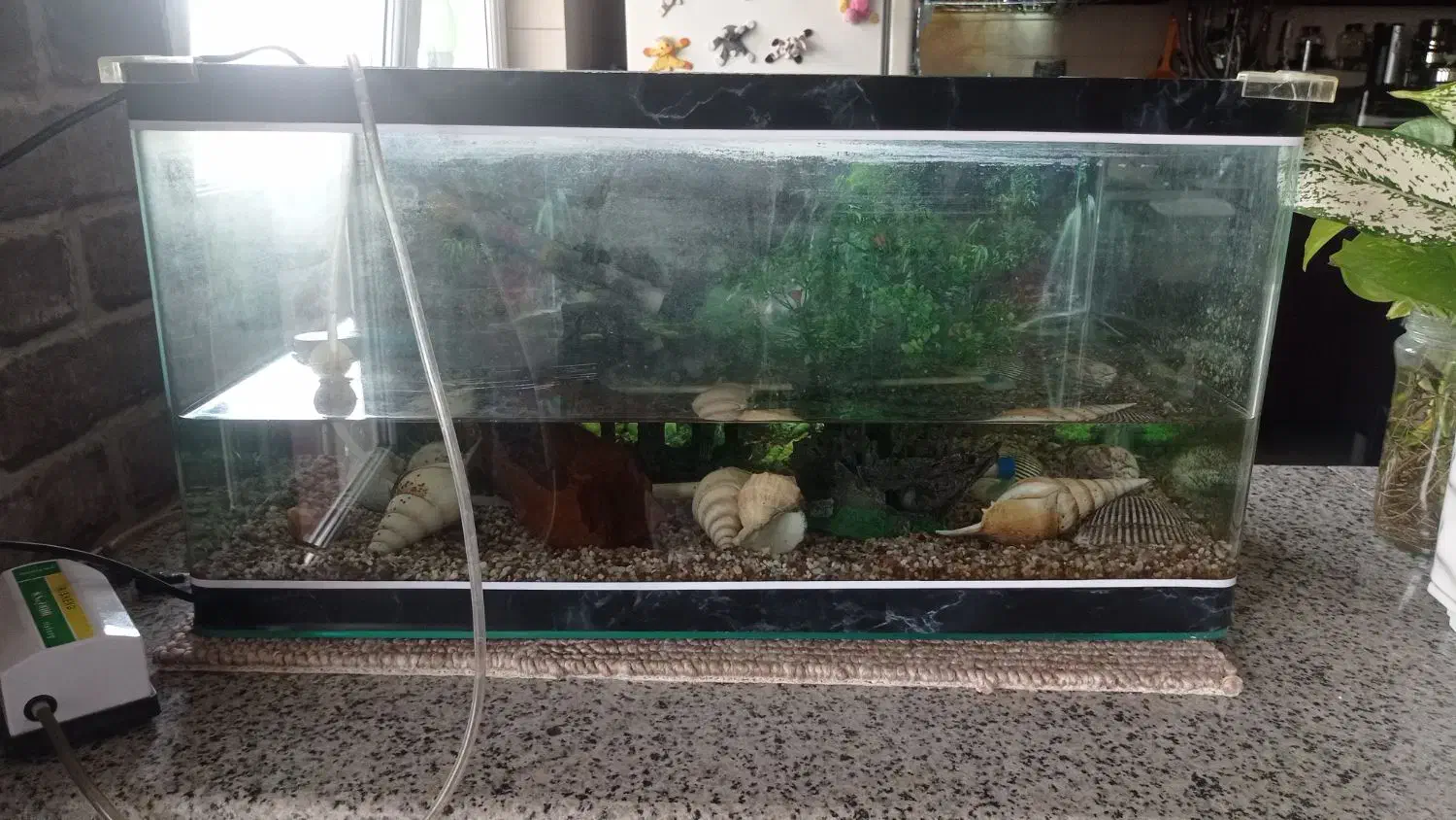 آکواریوم|ماهی|زنجان, |دیوار