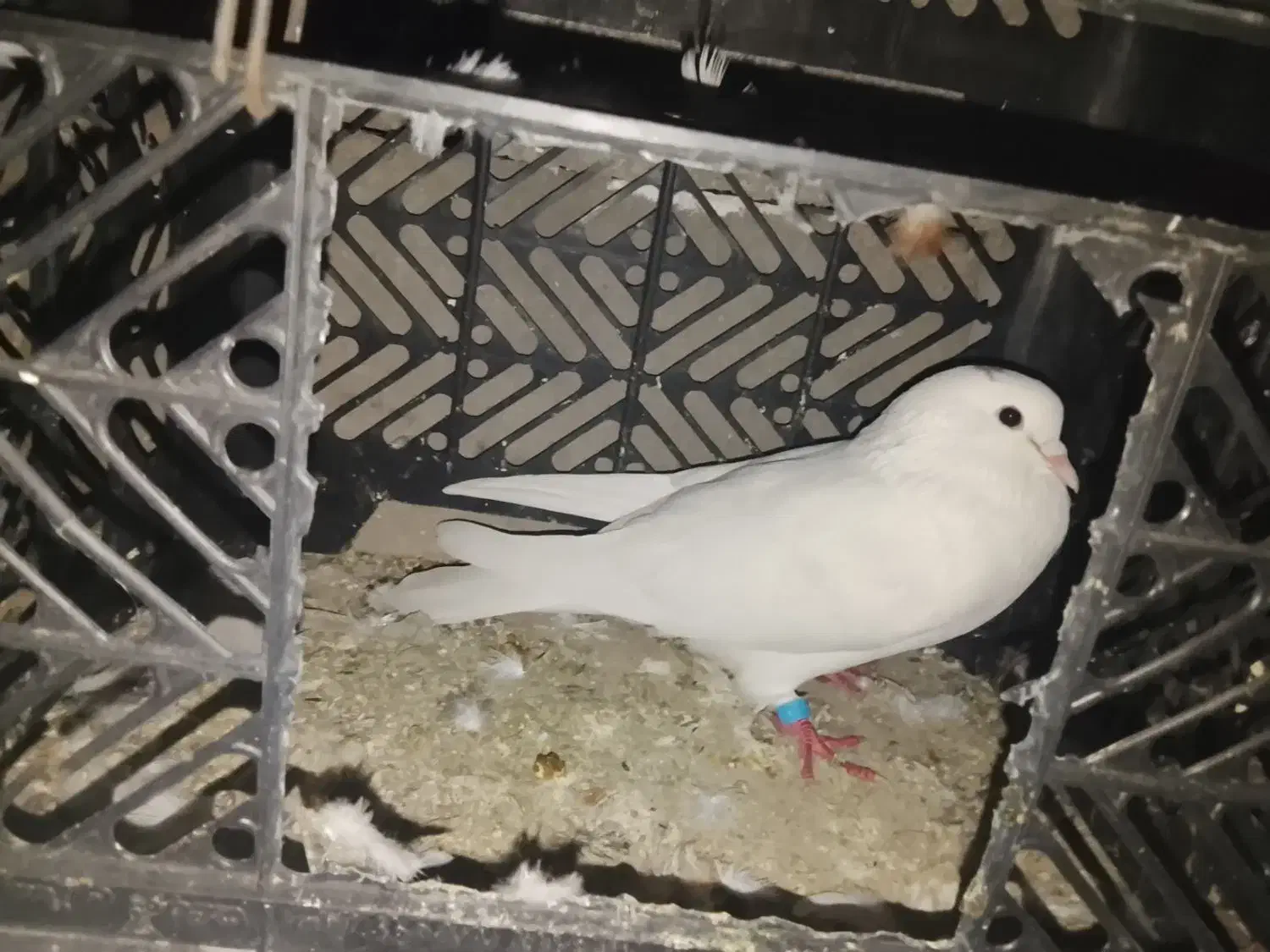 اشعل|پرنده|شوشتر, |دیوار