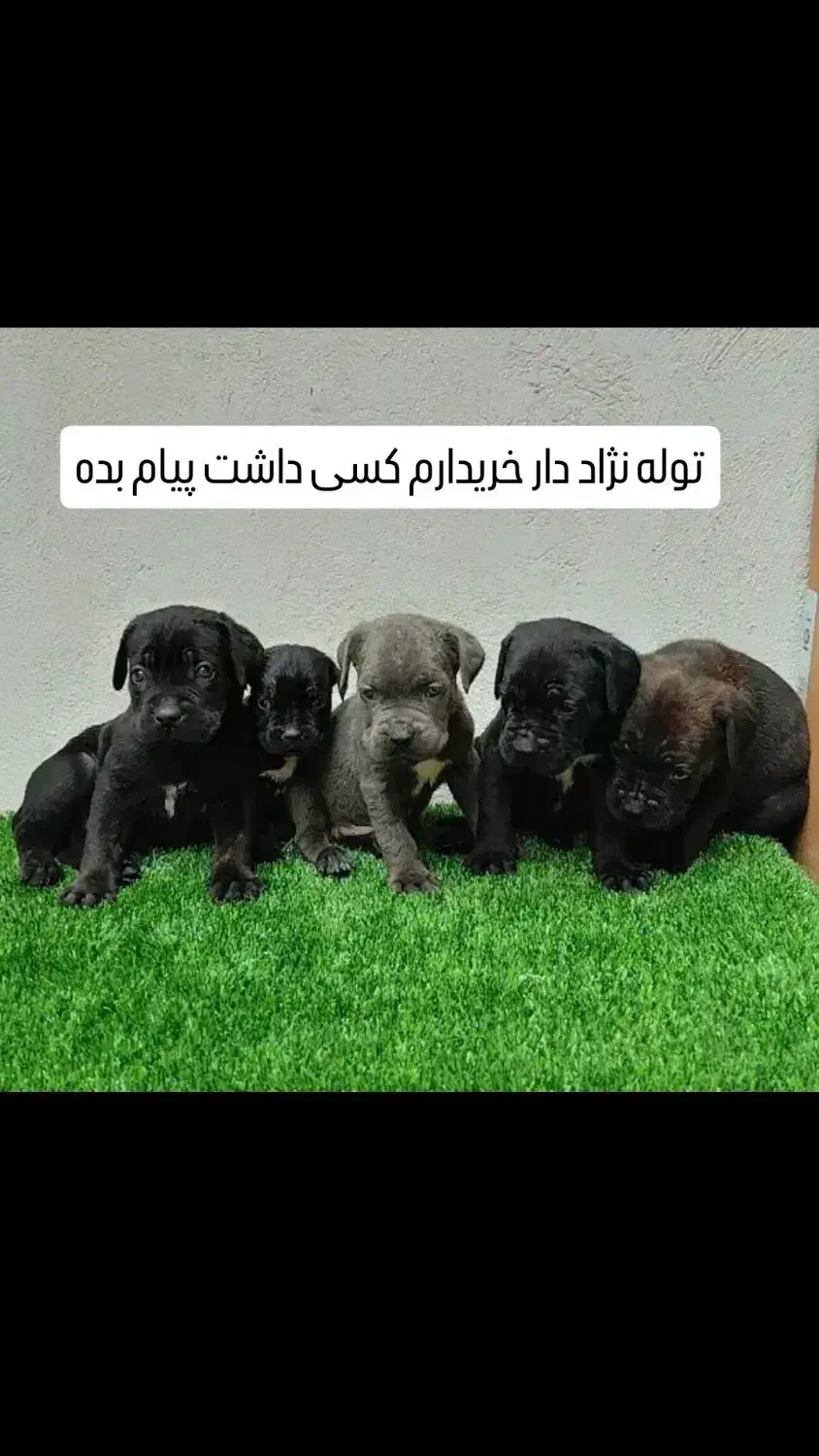 واگذاری سگ|سگ|سرپل ذهاب, |دیوار