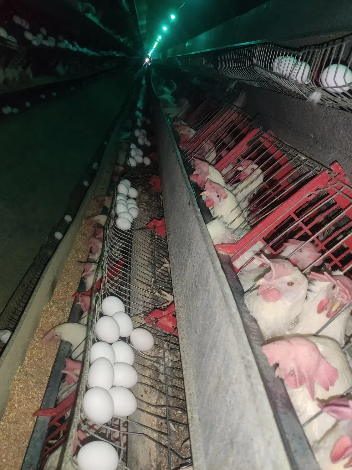 نیروی کار|استخدام صنعتی، فنی، مهندسی|بهار, |دیوار