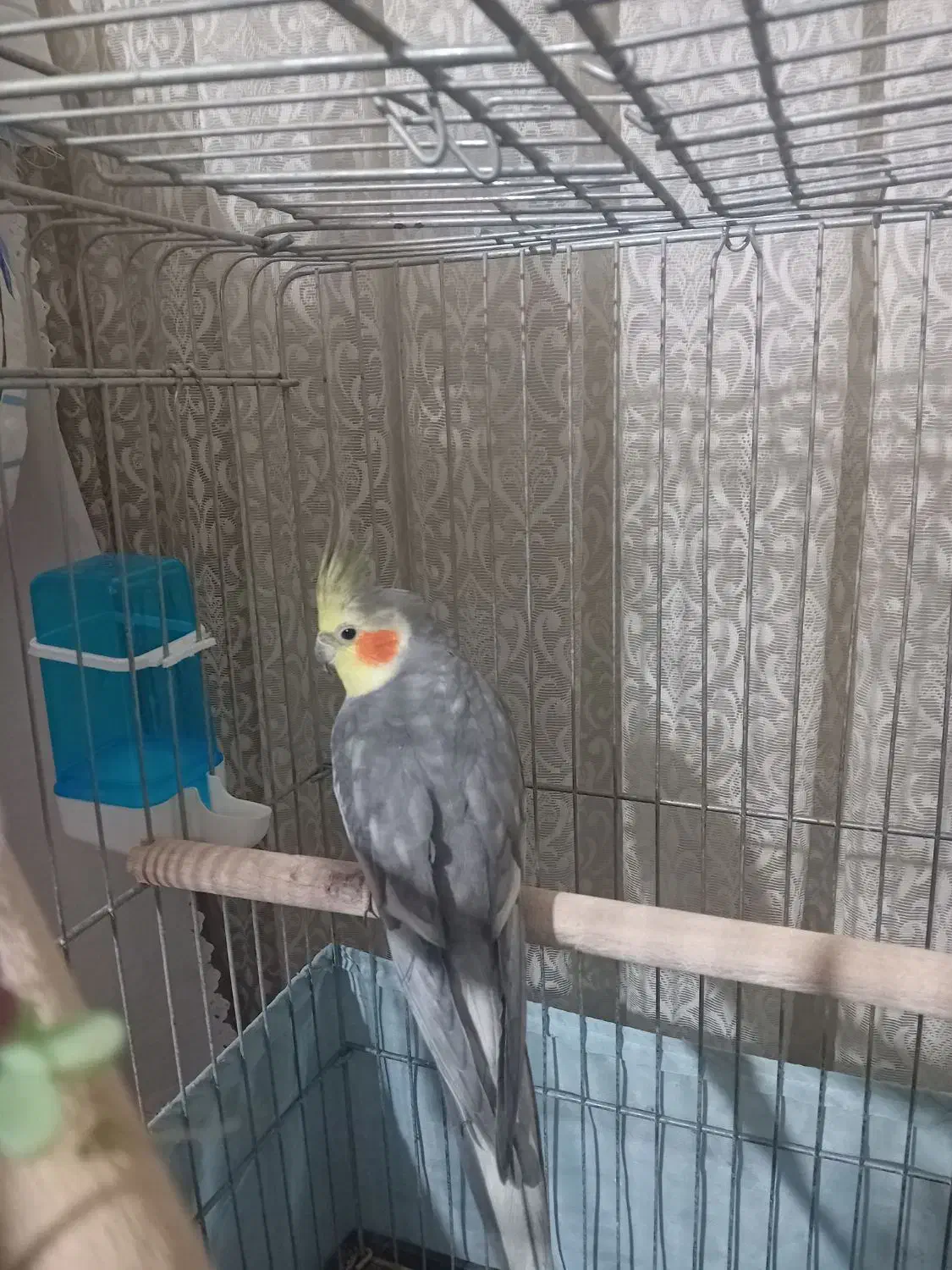 پرنده|پرنده|رباطکریم, رباطکریم|دیوار