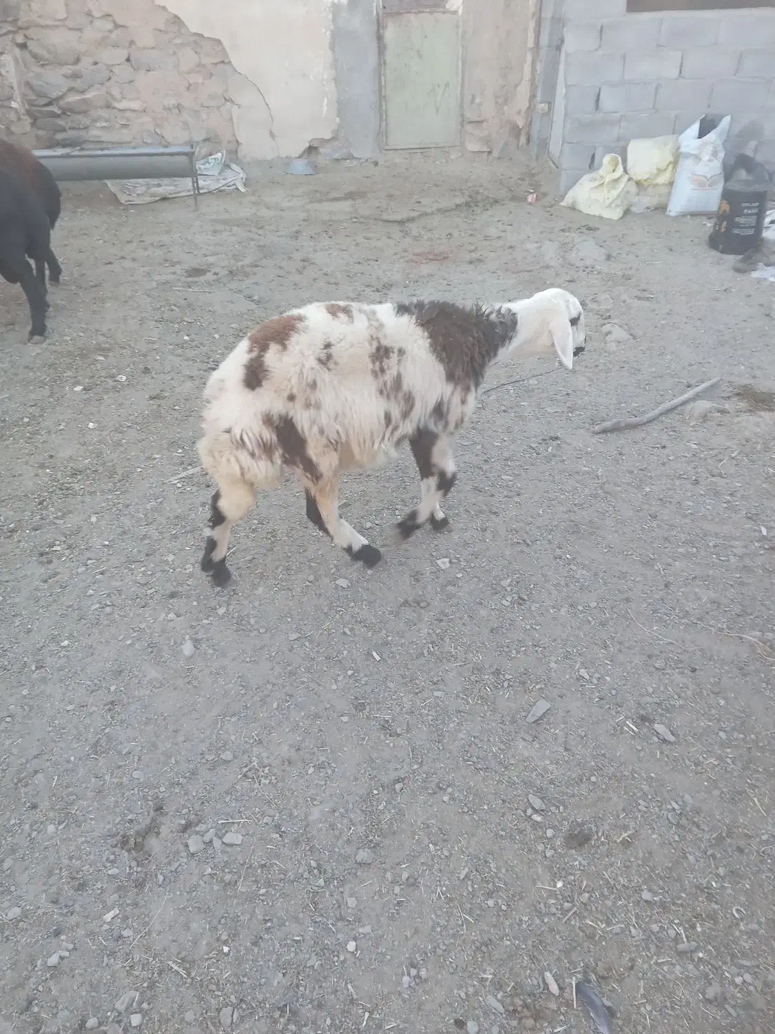 بره ماده پلنگی دوتاش سه ماه قوچ خورده|حیوانات مزرعه|خنداب, |دیوار