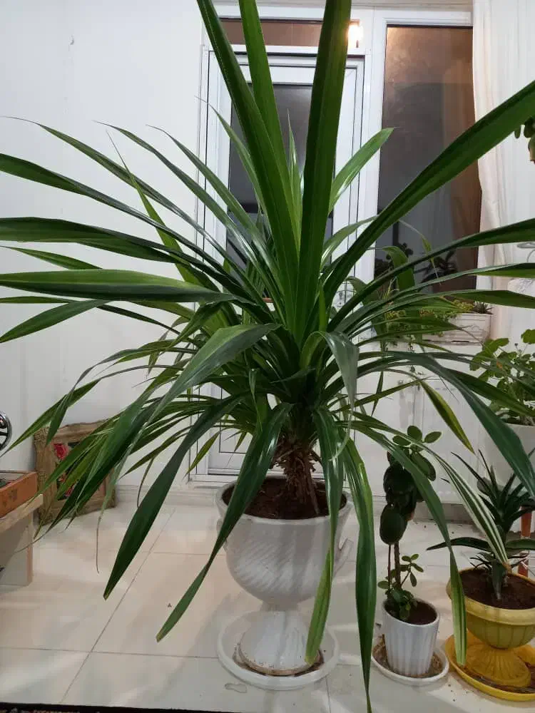 گل زینتی آپارتمانی|گل و گیاه طبیعی|سقز, |دیوار