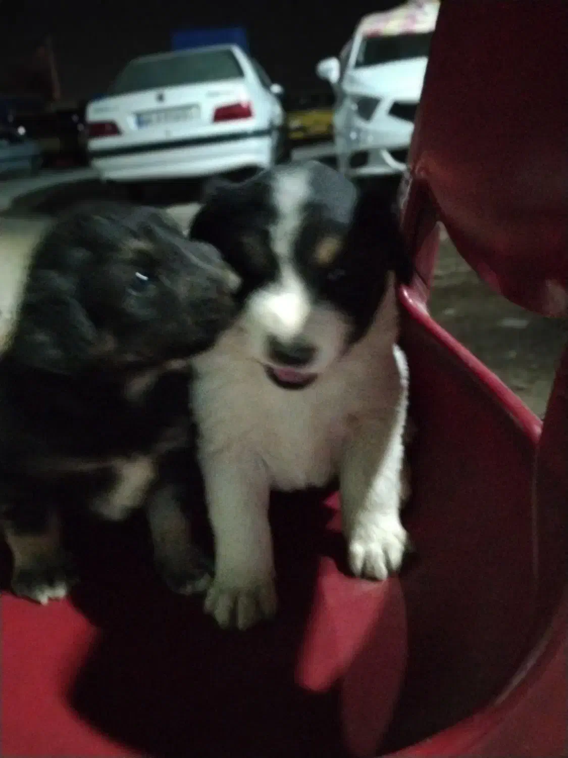 سگ توله|سگ|گلستان (تهران), |دیوار