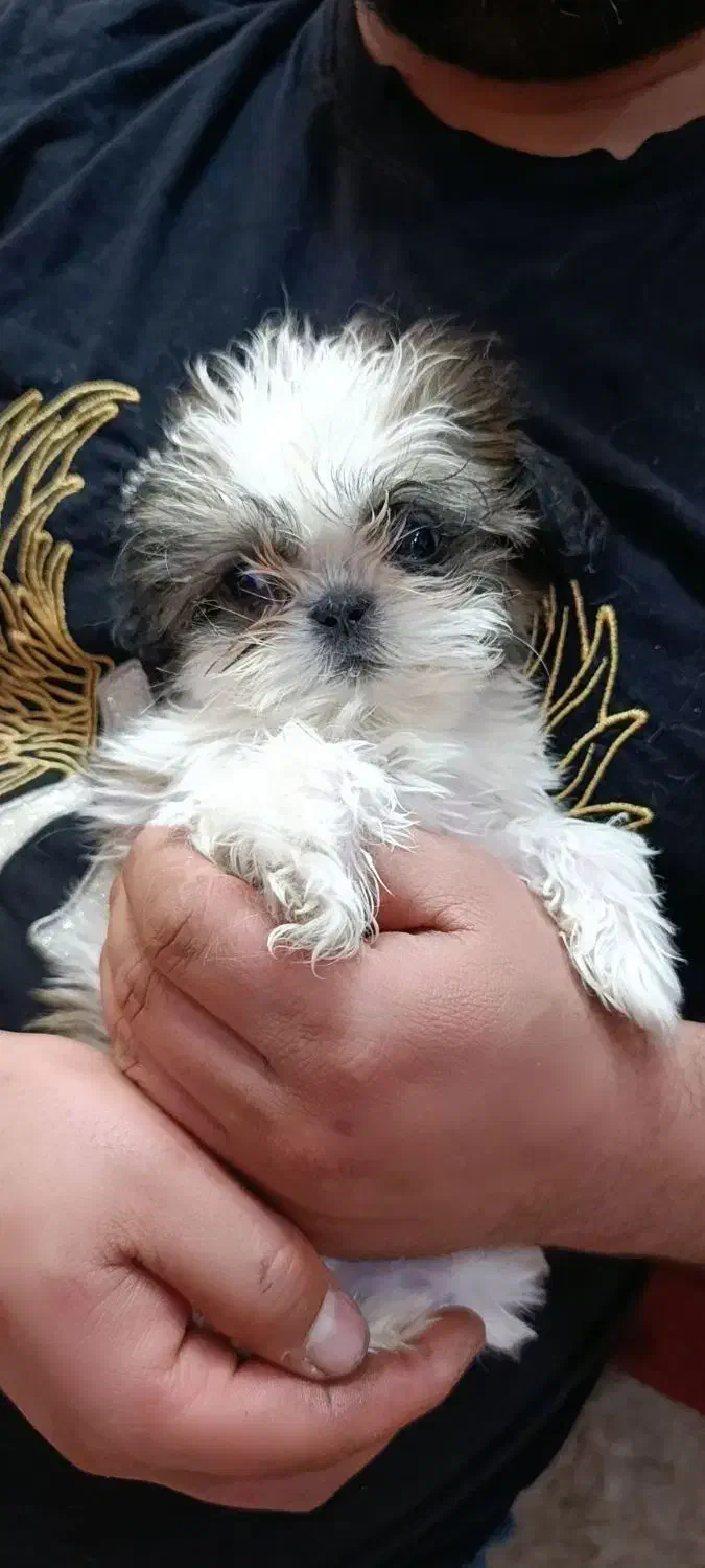 سگ عروسکی سوپر فلت|سگ|شاهین‌شهر, سعدی جنوبی|دیوار