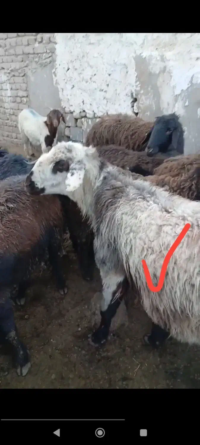 قوچ|حیوانات|مشهد, شهید بهشتی|دیوار