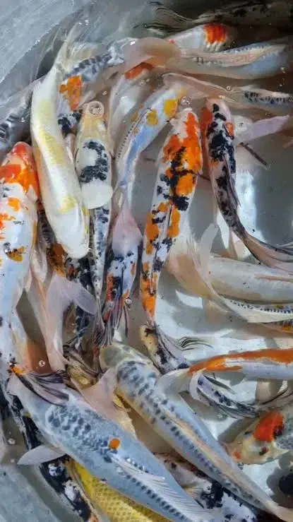 ماهی کوی چرم سوپر باله|ماهی|اهواز, کیانشهر|دیوار