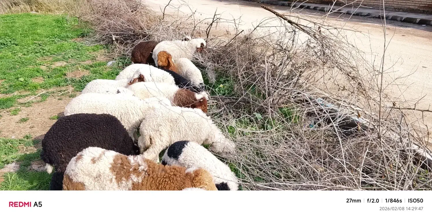 بازدید حمیدیه|حیوانات مزرعه|حمیدیه, |دیوار