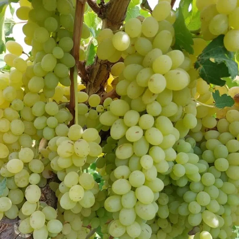 انگور|خدمات باغبانی و درختکاری|نیشابور, دربقاضی|دیوار