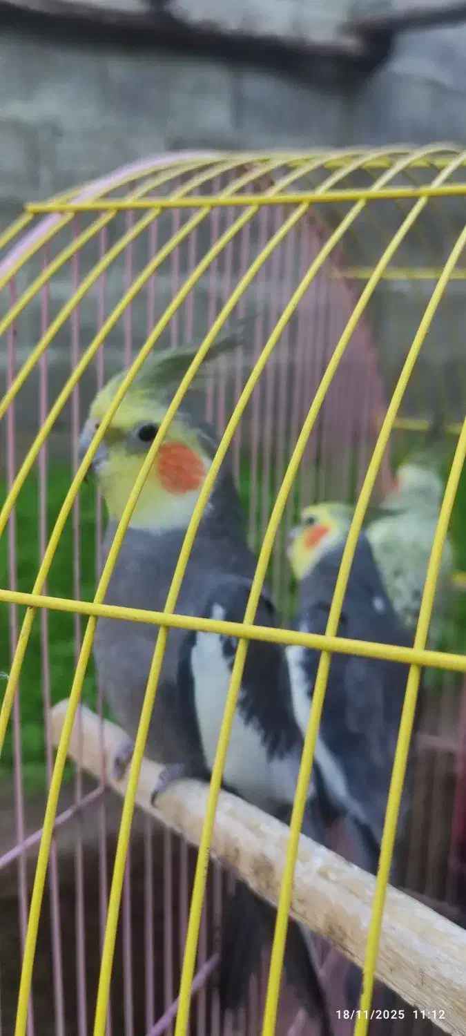 سه عدد عروس هلندی سالم|پرنده|واجارگاه, |دیوار