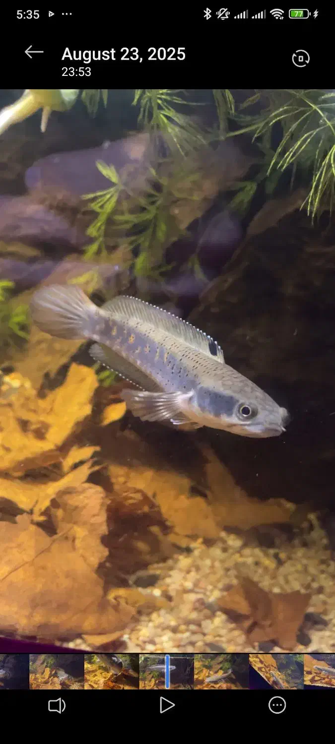 چانا بلوپالچرا|ماهی|اردبیل, |دیوار