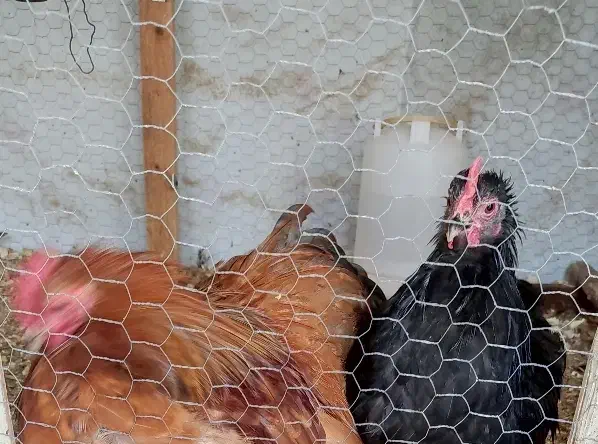 خروس کوشین بالغ (اصل)|حیوانات مزرعه|آمل, |دیوار