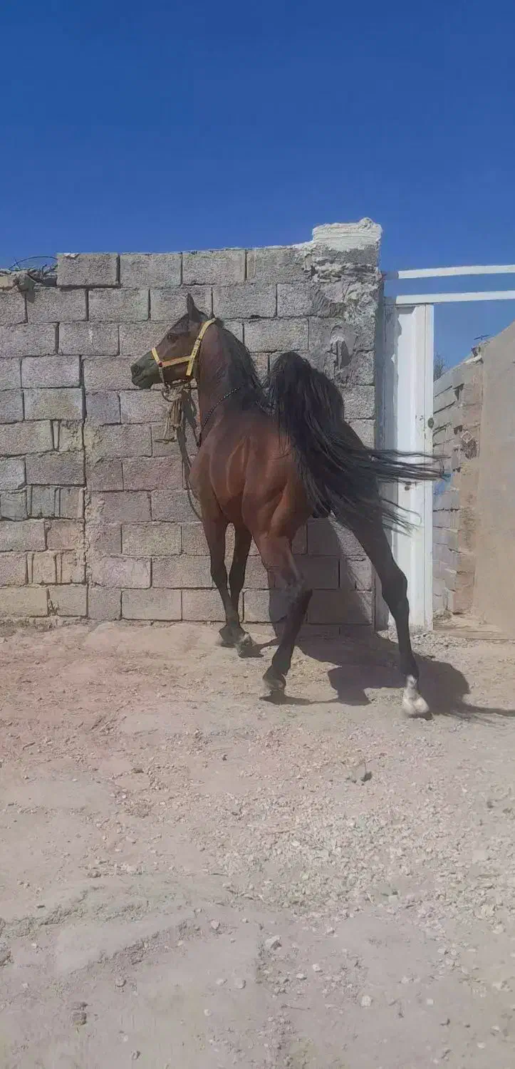 اسب|اسب و تجهیزات اسب‌سواری|خمینی‌شهر, |دیوار