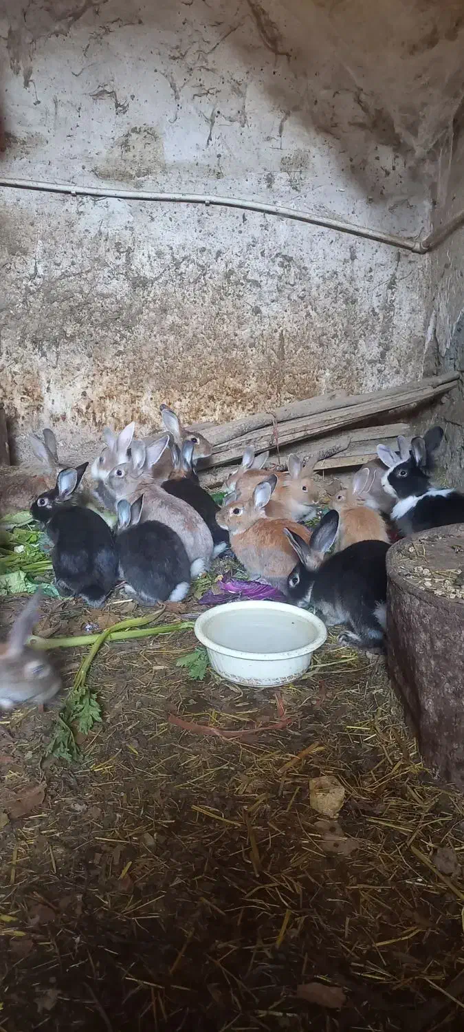 خرگوش|موش و خرگوش|مریوان, |دیوار