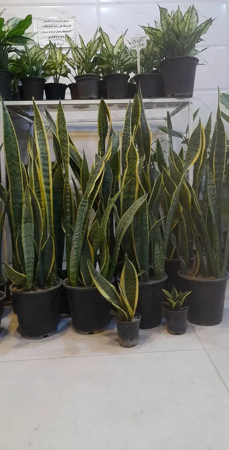 سانسوریا سطل هفت شمشیری ابلق لب طلایی|گل و گیاه طبیعی|قم, نیروگاه|دیوار