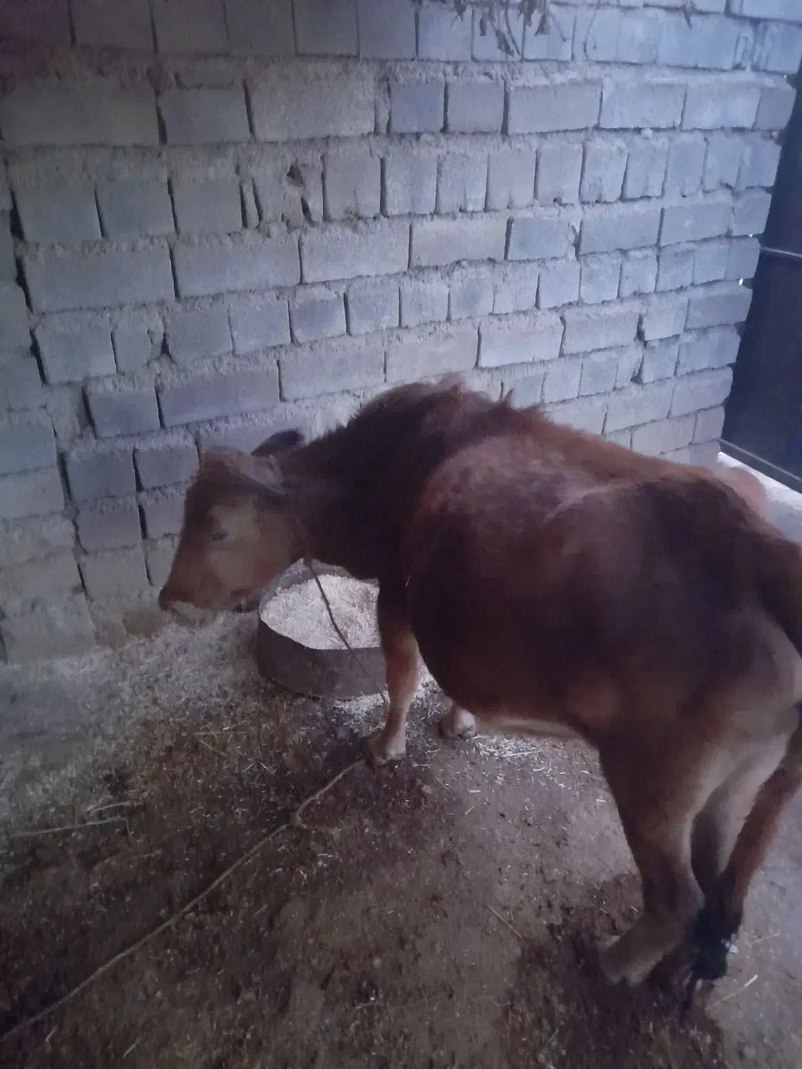 گاومحلی.ابستن|حیوانات مزرعه|شاهیوند, |دیوار