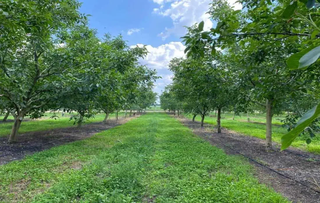 باغ ۲/۳۵۰ متر مربع|فروش زمین و ملک کلنگی|ماکو, |دیوار