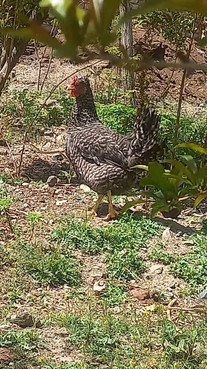 مرغ|حیوانات مزرعه|قم, خاکفرج|دیوار