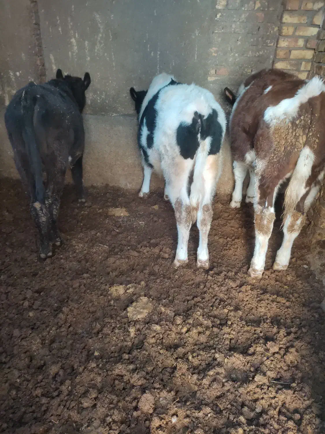 گوساله نر سیمینتال|حیوانات مزرعه|تاکستان, |دیوار