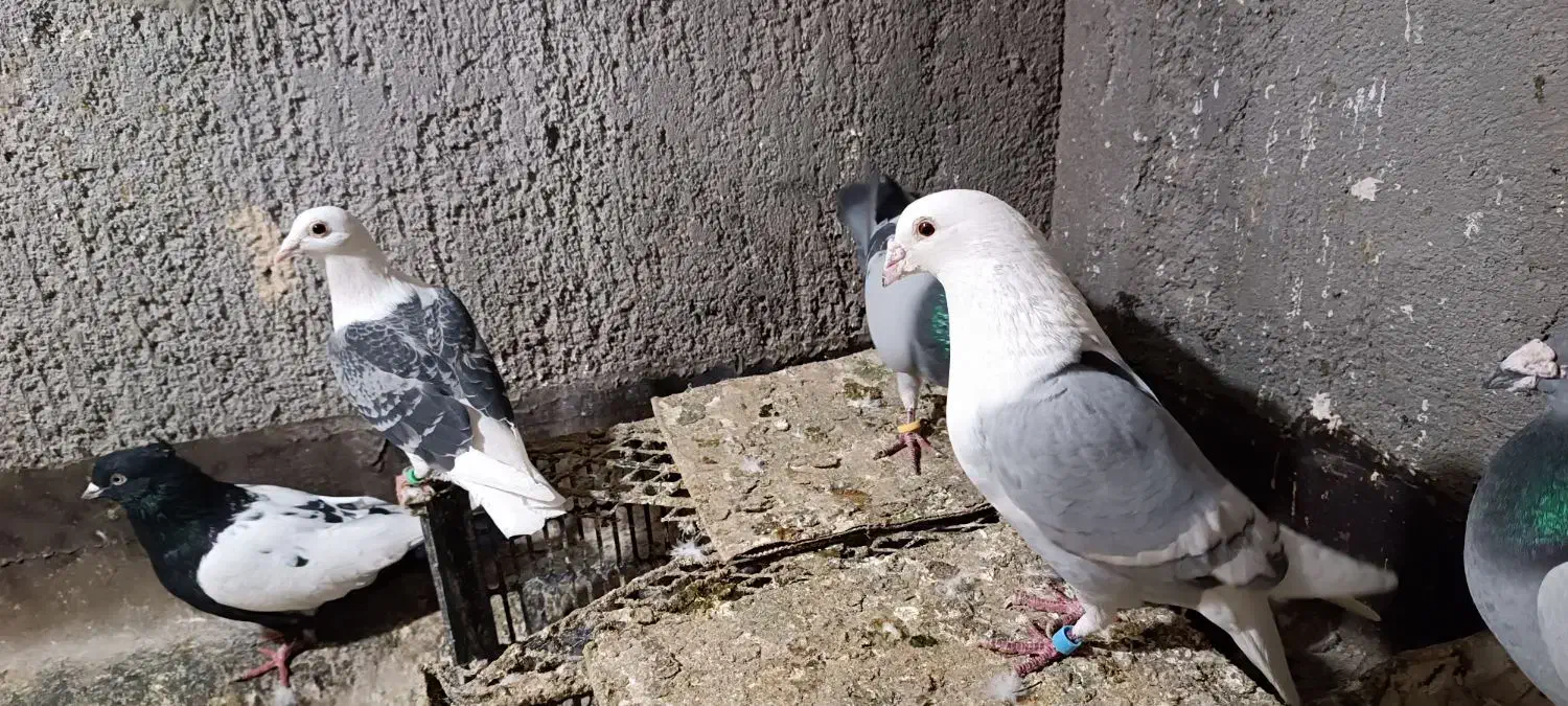 پشت گراف کویتی|پرنده|مشهد, محمدآباد|دیوار