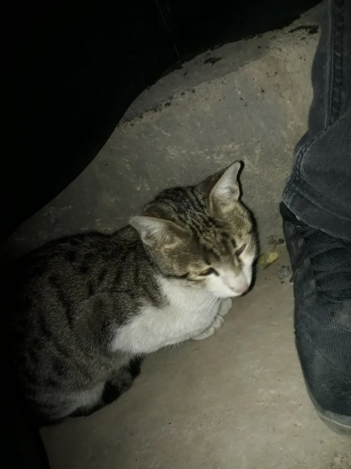 گربه|گربه|اندیشه, اندیشه فاز ۴|دیوار