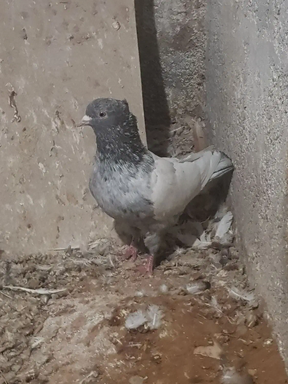 کفتر|پرنده|قوچان, |دیوار