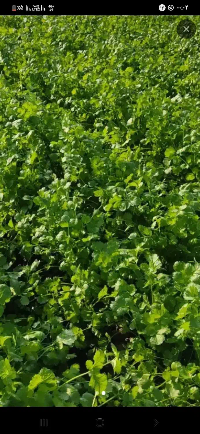 سبزی خورشتی  کامل|خوردنی و آشامیدنی|کرمانشاه, |دیوار