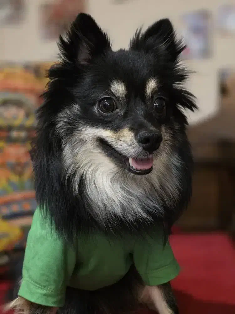 سگ پامر|سگ|شیراز, قصرالدشت|دیوار