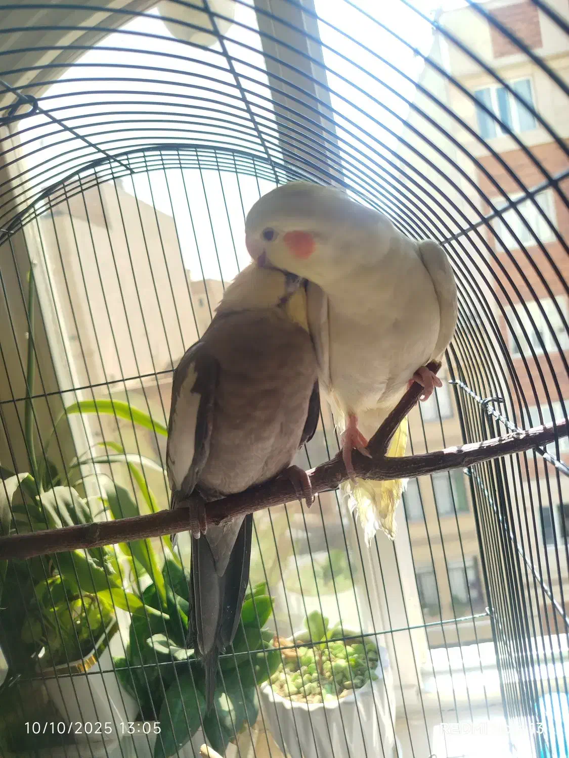 عروس هلندی|پرنده|تهران, افسریه شمالی|دیوار