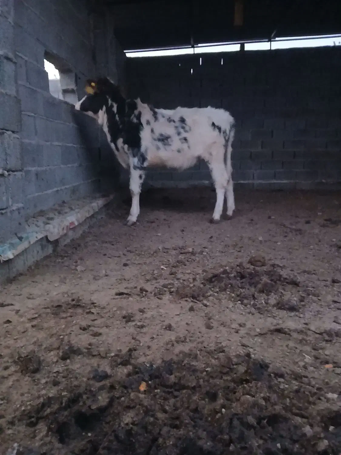 گوساله مهلی|حیوانات مزرعه|سیمین شهر, |دیوار