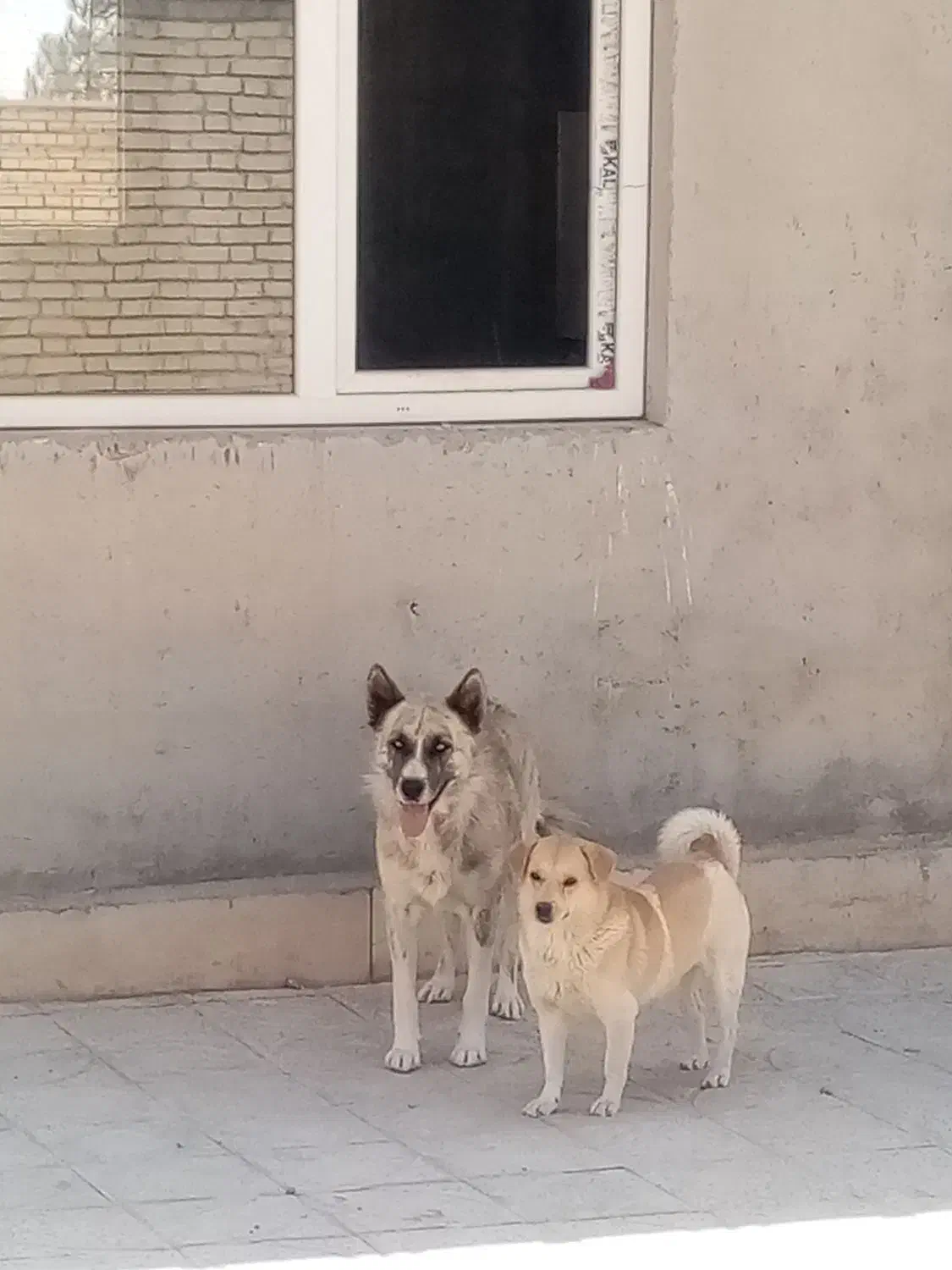 واگذاری 2تاسگ نژاددار|سگ|معصومیه, |دیوار